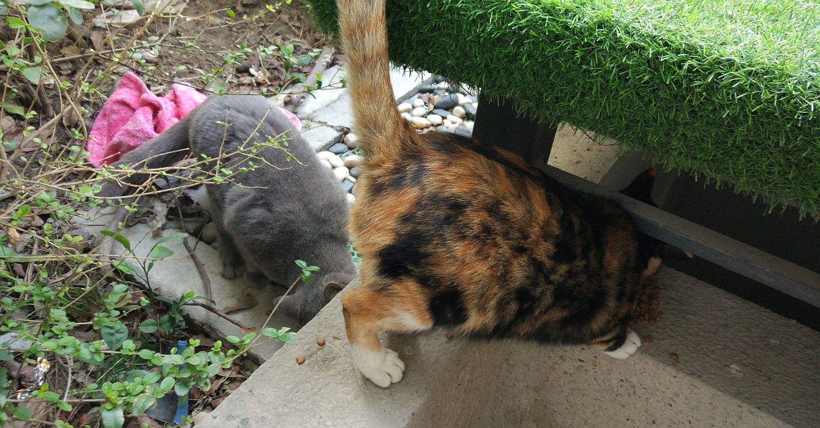 cats_2016