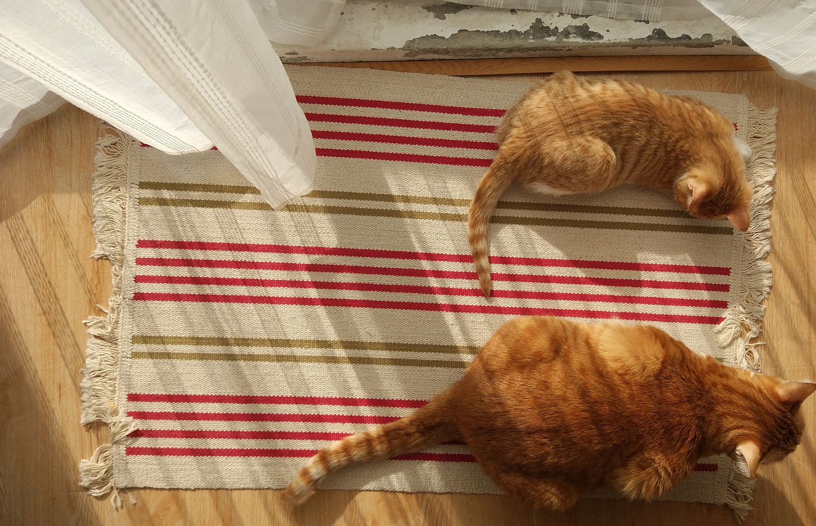 our_cats_2016